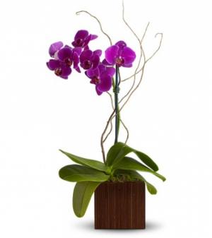 Blooming Phalaenopsis Orchid Plant Modern Design