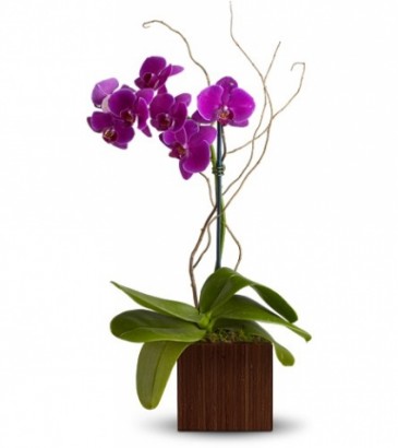 Blooming Phalaenopsis Orchid Plant Modern Design in Las Vegas, NV | AN OCTOPUS'S GARDEN