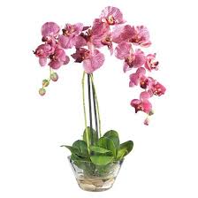 Beautiful Blooming Orchids Blooming Plant