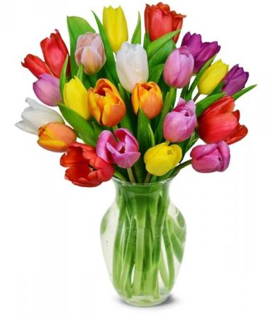 Beautiful blooming tulips 