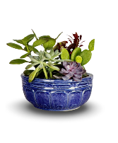 Beautiful Blue Ceramic Succulent Garden Succulent Garden