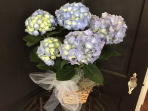 Beautiful Blue Hydrangea Plant LIMITED QUANTITIES