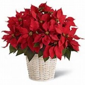 Beautiful Christmas Poinsettia 