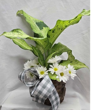 Beautiful Dieffenbachia Plant
