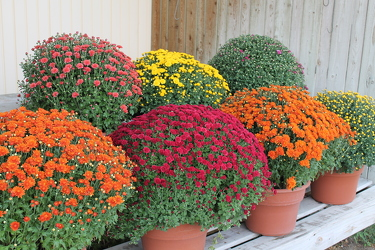Beautiful Fall Mum Plant Dressed up for fall with a basket and seasonal bow!