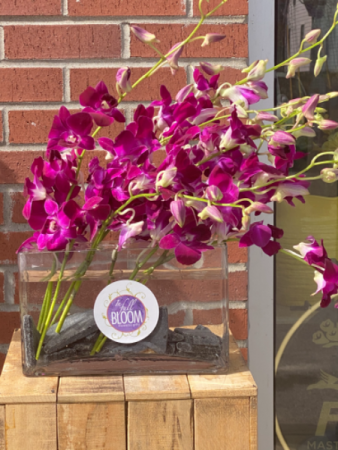 Beautiful Fuchsia Orchids in Modern Vase 