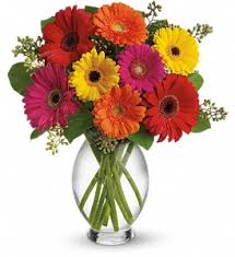 Beautiful Gerbera Daisies