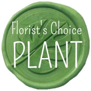 Beautiful Green Plant  in Greensboro, NC | Sedgefield Florist & Gifts