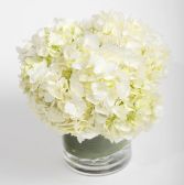 Beautiful silk Hydrangeas Gift