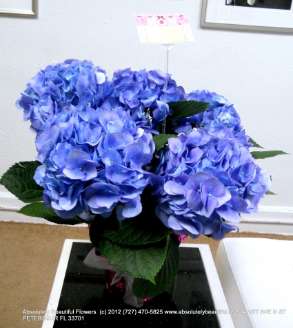 BEAUTIFUL MAJESTIC HYDRANGEA PLANT High Quality, Pure Elegance of Nature (Large)