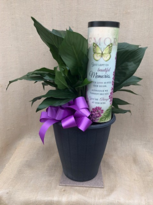 Beautiful Memories Peace Lily Plant in Coleman, WI | COLEMAN FLORAL & GREENHOUSES Beautiful Memories Peace Lily Plant in Coleman, WI | COLEMAN FLORAL & GREENHOUSES