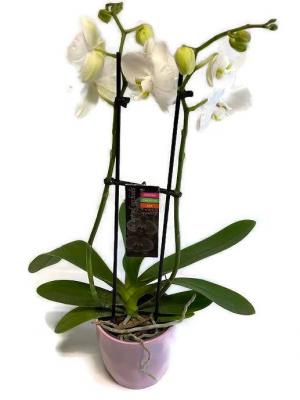 Orchid Blooming Plant