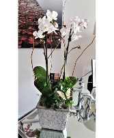 DELUXE ORCHID PLANT 