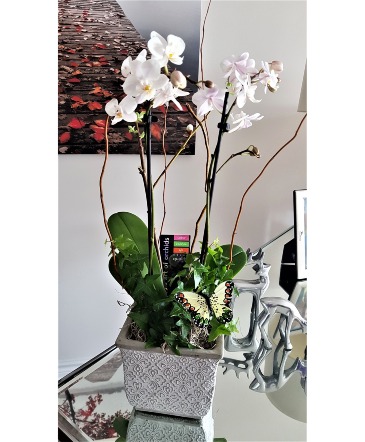DELUXE ORCHID PLANT  in Halifax, NS | Twisted Willow