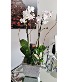 DELUXE ORCHID PLANT 