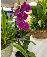 Beautiful Orchid Plant