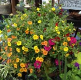 Beautiful Outdoor Hanging Planter Hanging Plant