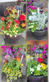 Beautiful Patio Pots  Blooming Annual Plants 