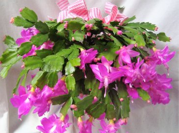 BEAUTIFUL PINK CHRISTMAS CACTUS!! 6