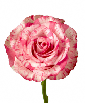 Dozen of Beautiful Pink Magic Roses in clear Vase Fresh flowers 