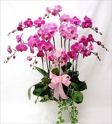 Beautiful Pink Orchid Plant