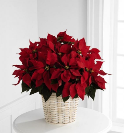 Red or White Poinsettia  Flowering Plant 