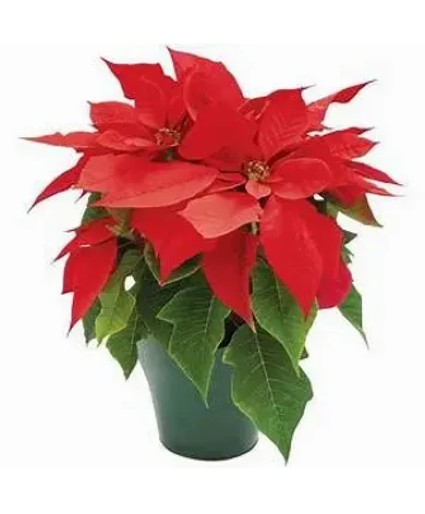 Beautiful Poinsettia plant