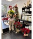 Beautiful Poinsettia Potted Plant