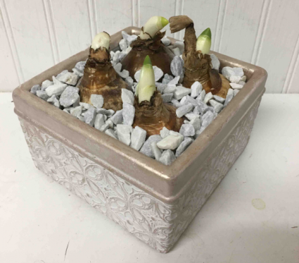 Beautiful Pot of Narcissus Paperwhites