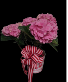 Beautiful Potted Hydrangea in Pink  