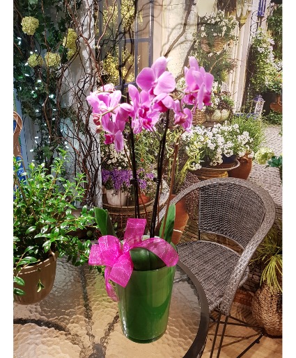 BEAUTIFUL POTTED ORCHID 2 stems pink or white, in ceramic pot, 