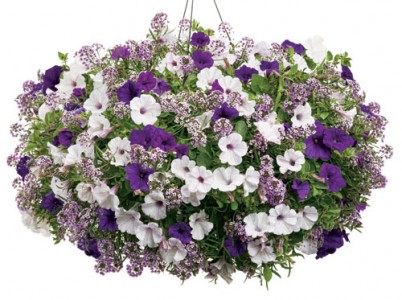 Beautiful Purple Hanging Basket