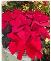 Beautiful red  Poinsettia