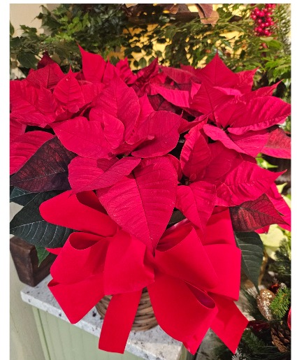 Beautiful red  Poinsettia