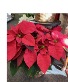 Beautiful Red Poinsettia 