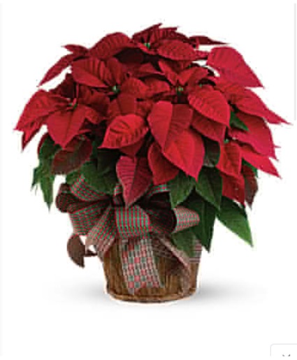 Beautiful Red Poinsettia Christmas Flower