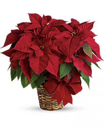 Beautiful Red Poinsettia FHF-C81 Plant