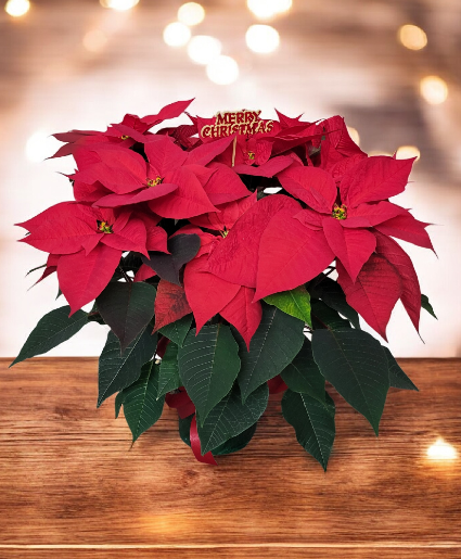 Beautiful Red Poinsettia FHF-P874 Plant  Local delivery only