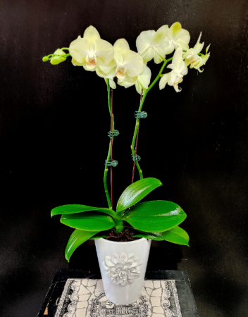 Beautiful Live Orchid