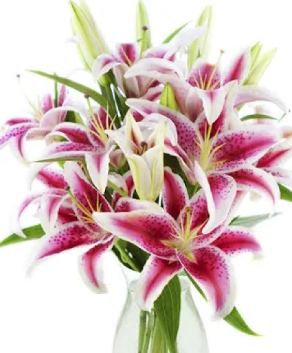 Beautiful Stargazers vase arrangement