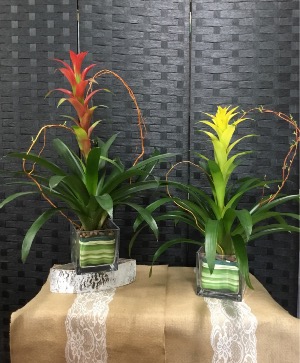 Beautiful Tropical Bromeliad  Exotic House Plant 