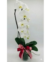 Valentines Day Beautiful Waterfall Orchid Live Orchid Plant