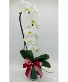Valentines Day Beautiful Waterfall Orchid Live Orchid Plant