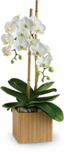 Beautiful White Phalaenopsis Orchid