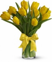 Beautiful Yellow Tulips 