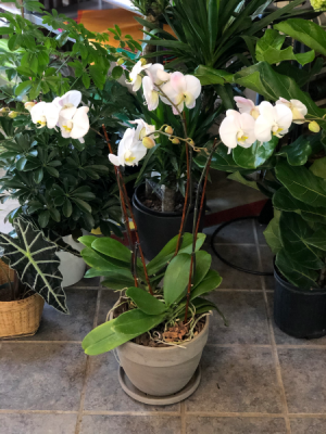 Beautifully Bloomed Plant in Iowa City, IA | Every Bloomin' Thing Beautifully Bloomed Plant in Iowa City, IA | Every Bloomin' Thing