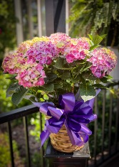 Beautifully Dressed Hydrangeas Plant Plant