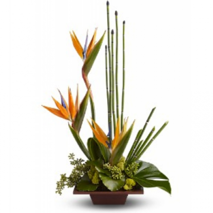 Beautiful birds of paradise Fresh Flowers