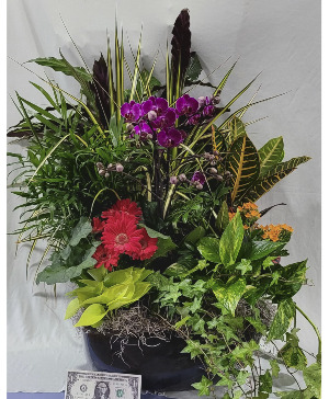 Living Beauty  Basket Dishgarden