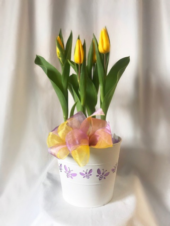Bee-utiful Tulips Blooming Plant
